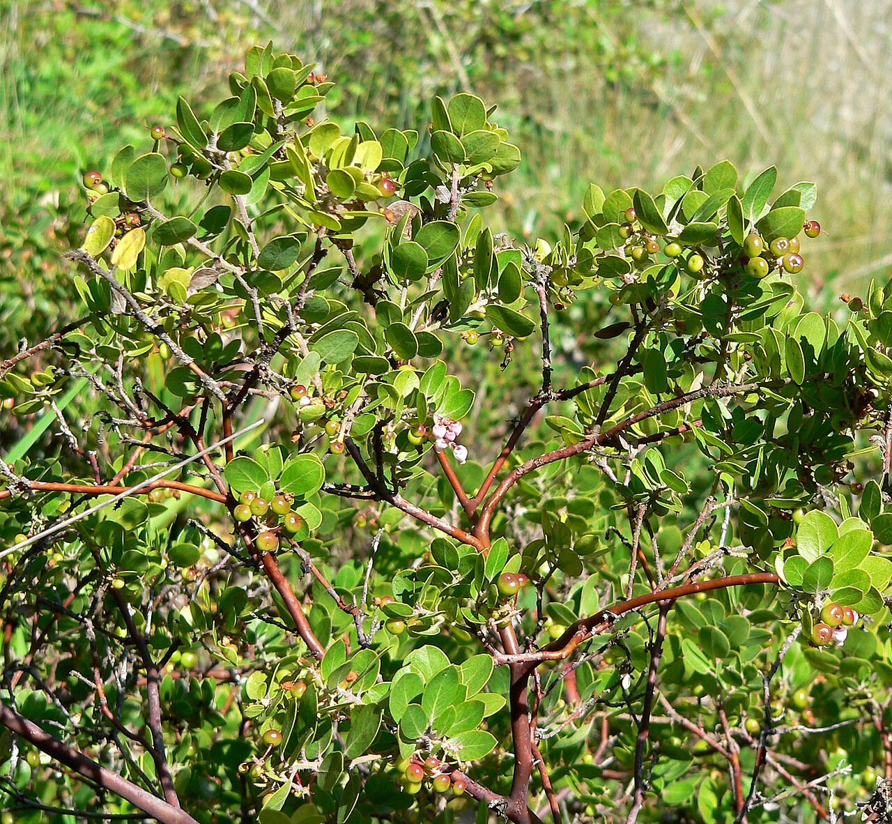Little Sur manzanita: Arctostaphylos edmundsii at the University of California Botanical Garden , Berkeley Hills, California