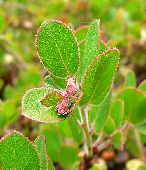 Little Sur manzanita: Photo of Arctostaphylos edmundsii at Regional Parks Botanic Garden