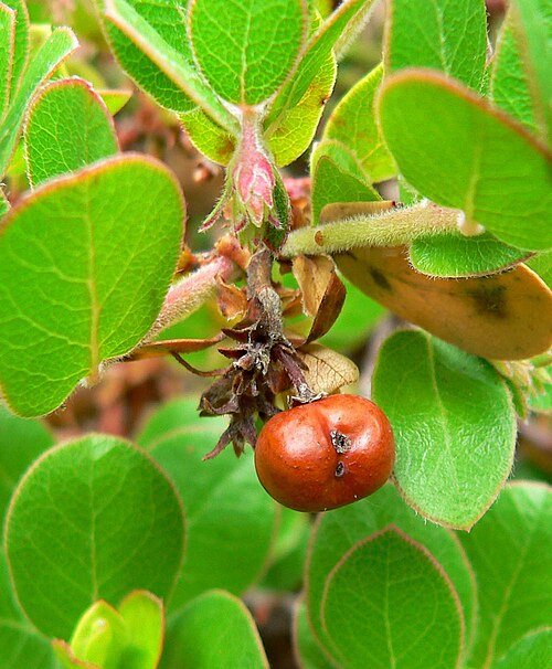 Little Sur manzanita: Photo of Arctostaphylos edmundsii at Regional Parks Botanic Garden