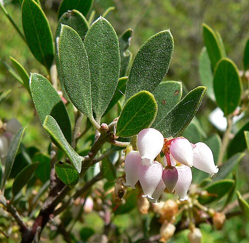 Franciscan manzanita: Photo of Arctostaphylos franciscana at the Regional Parks Botanic Garden , Berkeley, California