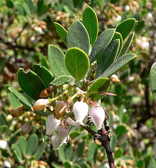 Franciscan manzanita: Photo of Arctostaphylos franciscana at the Regional Parks Botanic Garden , Berkeley, California