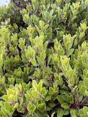 Franciscan manzanita (Arctostaphylos franciscana)