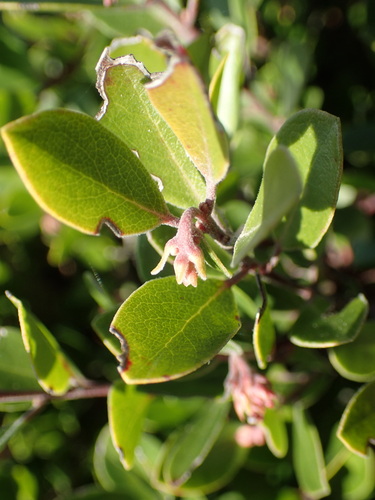 Franciscan manzanita (Arctostaphylos franciscana)