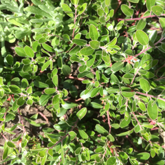 Franciscan manzanita (Arctostaphylos franciscana)
