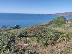 Franciscan manzanita (Arctostaphylos franciscana)