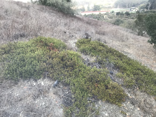 Franciscan manzanita (Arctostaphylos franciscana)