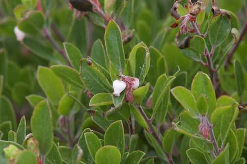 Franciscan manzanita (Arctostaphylos franciscana)
