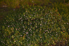 Franciscan manzanita (Arctostaphylos franciscana)