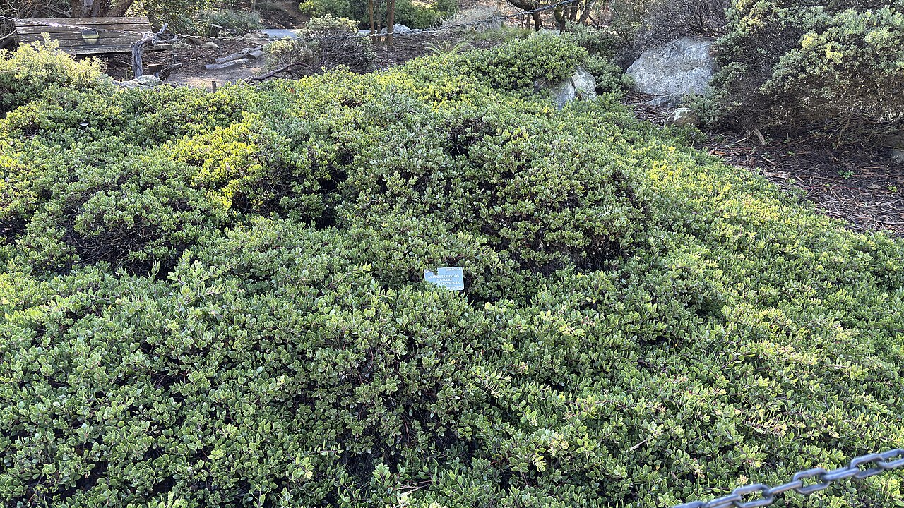 Hooker's manzanita: Hooker's manzanita (Arctostaphylos hookeri) branch