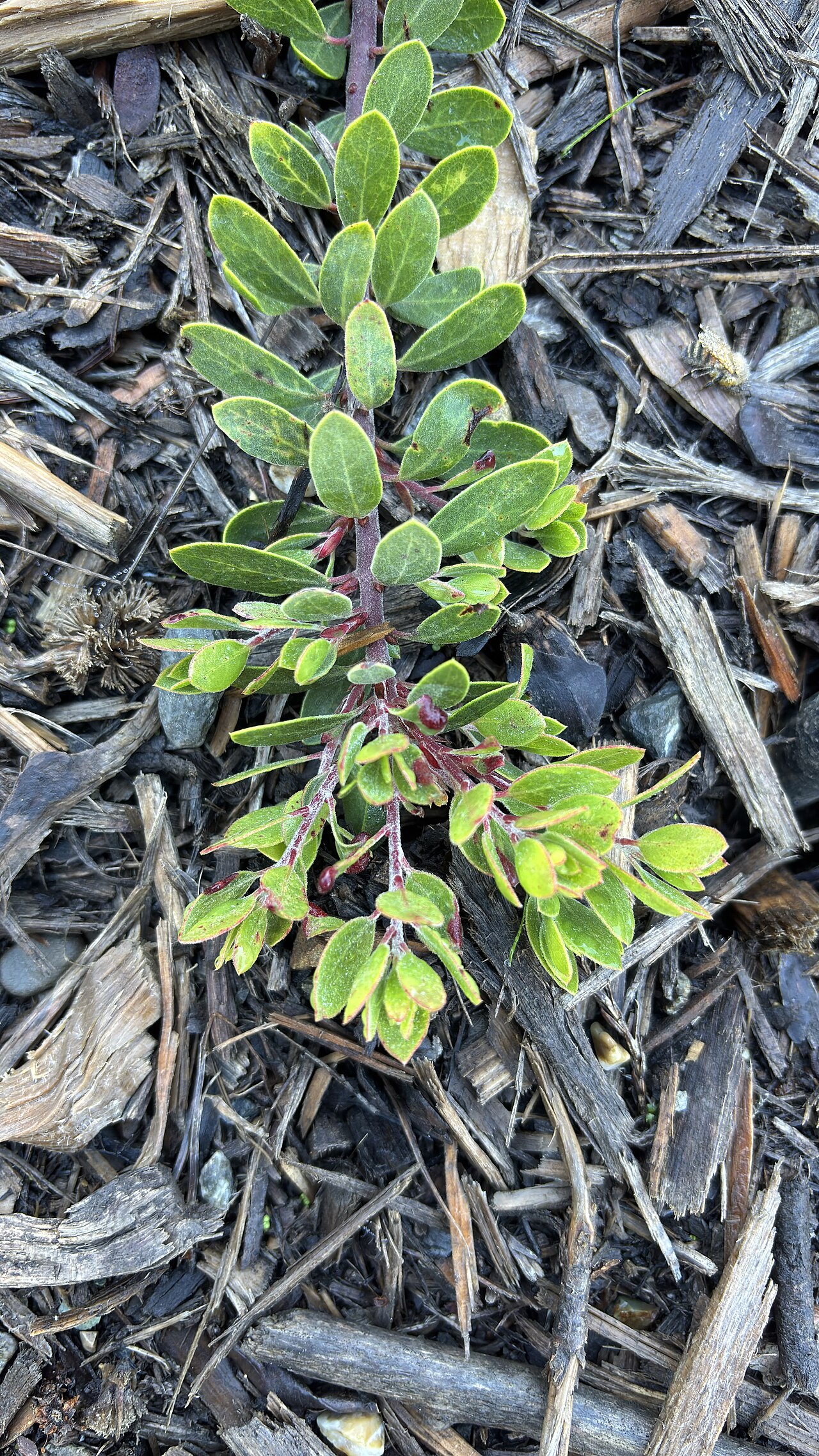Hooker's manzanita: Hooker's manzanita (Arctostaphylos hookeri) branch