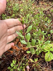 Hooker's manzanita (Arctostaphylos hookeri)