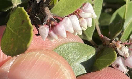 Hooker's manzanita (Arctostaphylos hookeri)