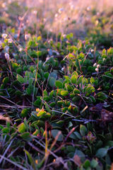 Hooker's manzanita (Arctostaphylos hookeri)