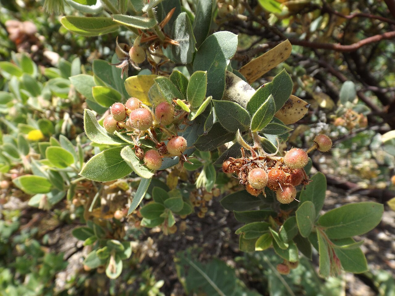 Hooker's manzanita: Arctostaphylos hookeri at the UC Botanical Garden, Berkeley, California, USA Plant ID from the garden sign