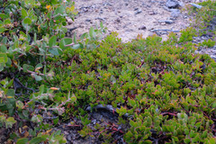 Hooker's manzanita (Arctostaphylos hookeri)