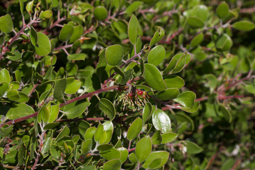 Hooker's manzanita (Arctostaphylos hookeri)