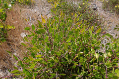 Hooker's manzanita (Arctostaphylos hookeri)
