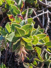San Bruno Mountain manzanita (Arctostaphylos imbricata)