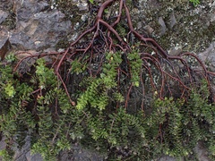 San Bruno Mountain manzanita (Arctostaphylos imbricata)