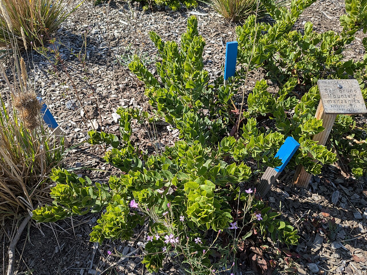 San Bruno Mountain manzanita: A patch of Arctostaphylos imbricata (San Bruno Mountain manzanita) next to a few other plants at a garden on San Bruno Mountain near the Dairy Ravine trailhead