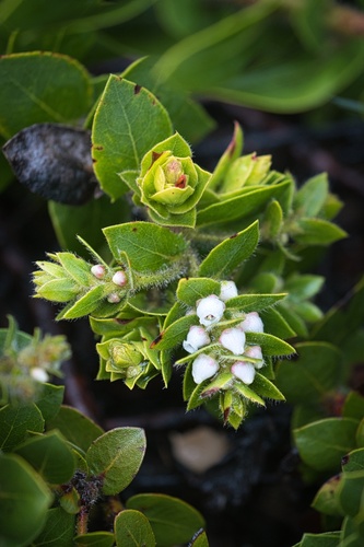 San Bruno Mountain manzanita (Arctostaphylos imbricata)