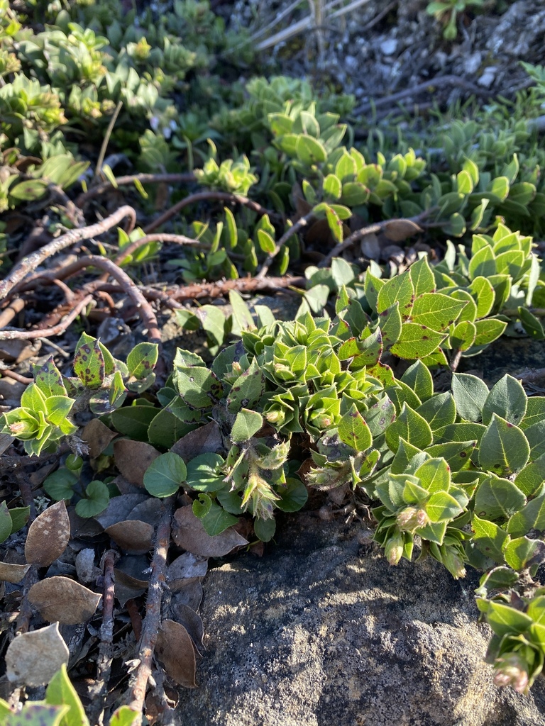San Bruno Mountain manzanita (Arctostaphylos imbricata)