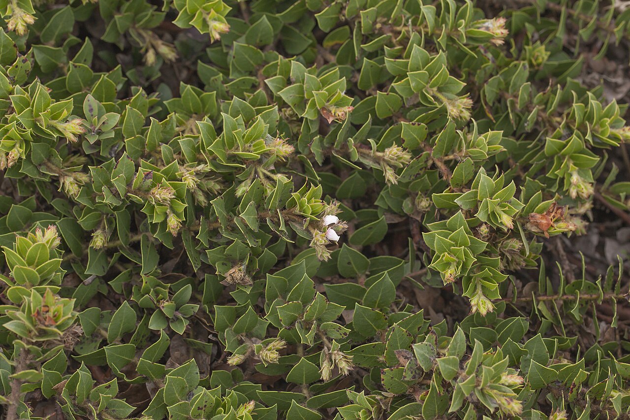 San Bruno Mountain manzanita: Arctostaphylos imbricata (San Bruno Mountain manzanita). This sprawling manzanita species is unique to San Bruno Mountain south of San Francisco in San Mateo Co