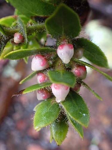 San Bruno Mountain manzanita (Arctostaphylos imbricata)