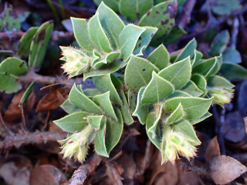San Bruno Mountain manzanita (Arctostaphylos imbricata)