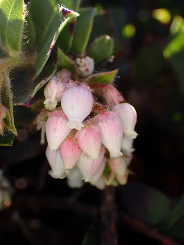 San Bruno Mountain manzanita (Arctostaphylos imbricata)