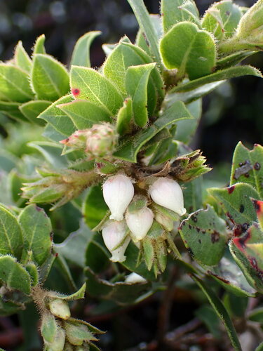 San Bruno Mountain manzanita (Arctostaphylos imbricata)