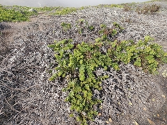 San Bruno Mountain manzanita (Arctostaphylos imbricata)