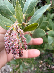 Island manzanita (Arctostaphylos insularis)