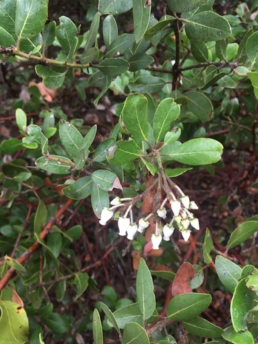 Island manzanita (Arctostaphylos insularis)