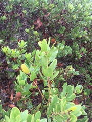Island manzanita (Arctostaphylos insularis)