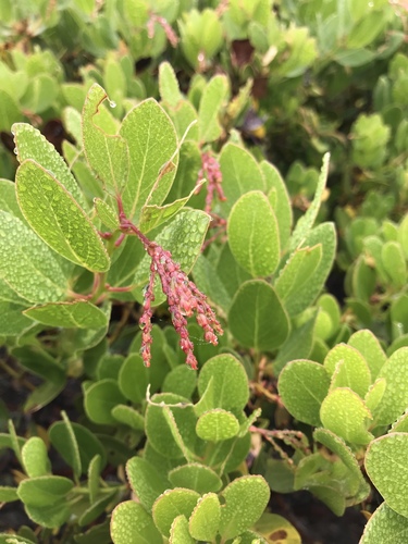 Island manzanita (Arctostaphylos insularis)