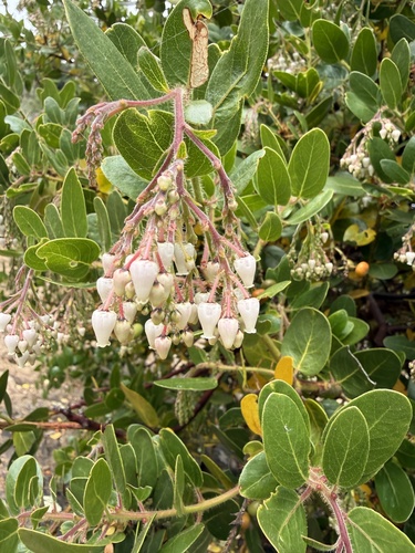 Island manzanita (Arctostaphylos insularis)