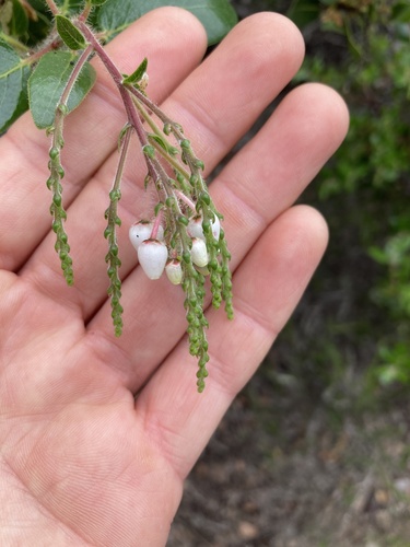 Island manzanita (Arctostaphylos insularis)