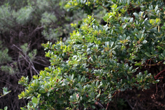 Island manzanita (Arctostaphylos insularis)