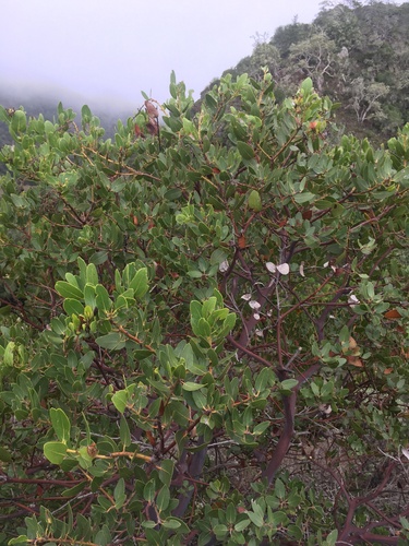 Island manzanita (Arctostaphylos insularis)