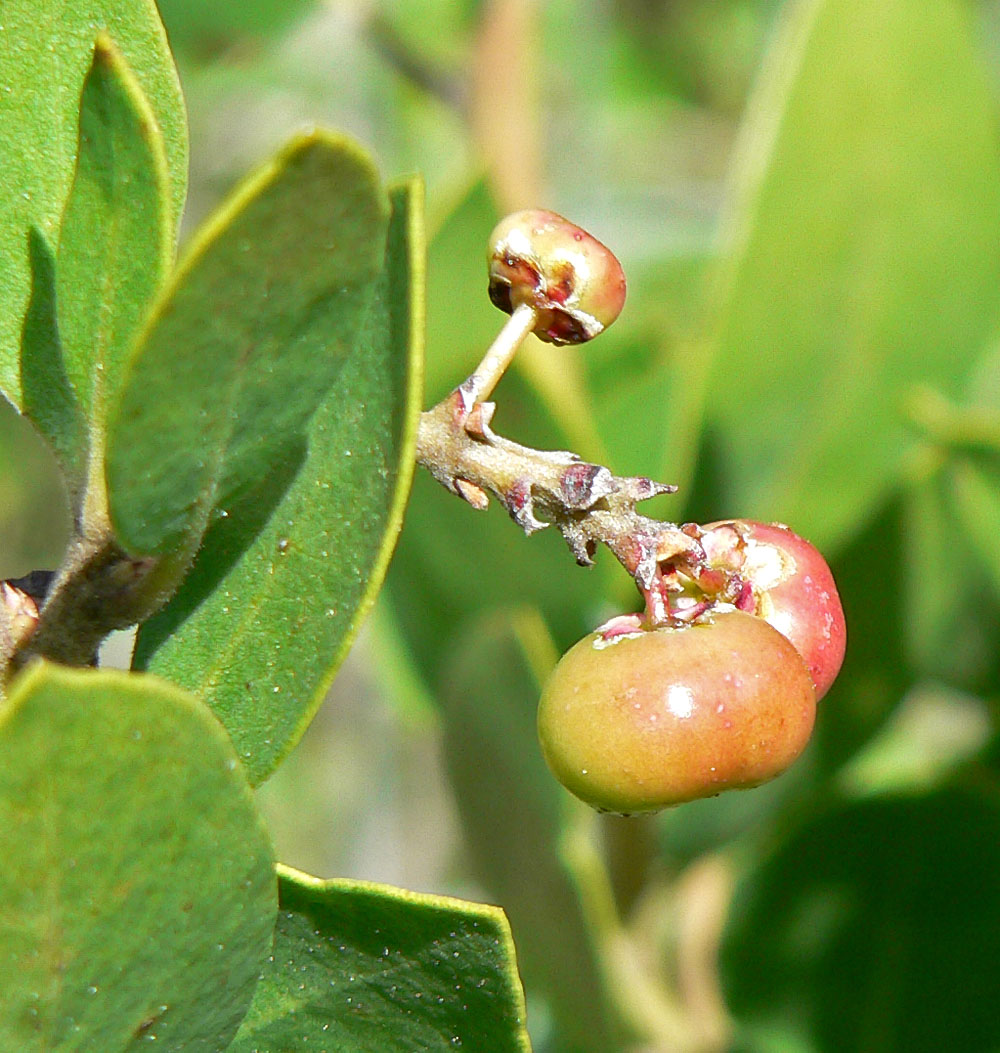 Whiteleaf manzanita (Arctostaphylos manzanita)