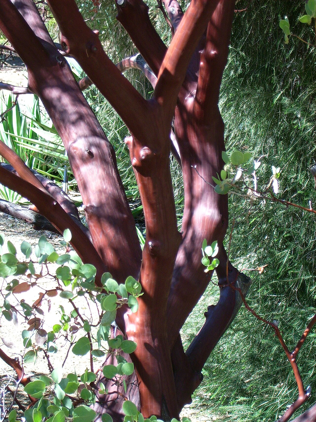 Whiteleaf manzanita: Arctostaphylos manzanita — Manzanita, Whiteleaf manzanita. At the Regional Parks Botanic Garden in Tilden Park, Berkeley Hills, California.