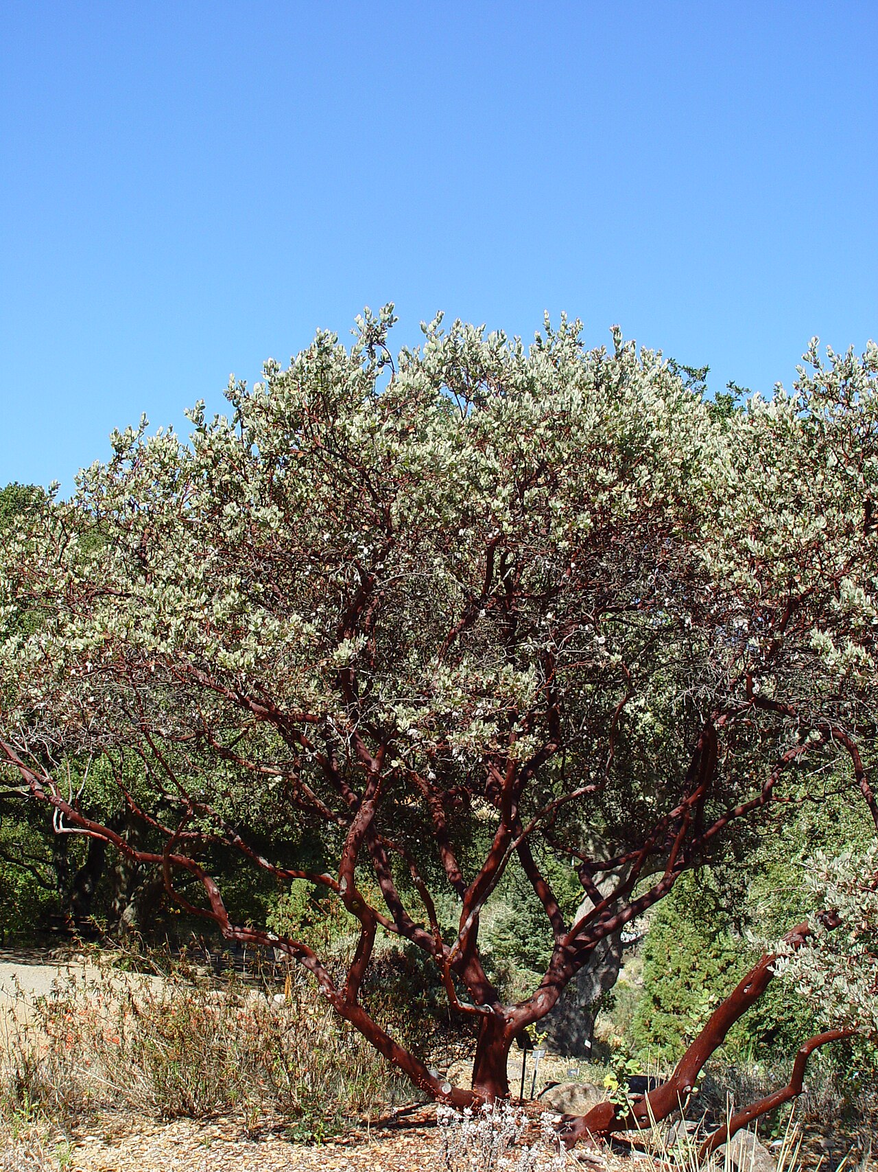 Whiteleaf manzanita: Manzanita in Botanical Garden UC Berkeley
