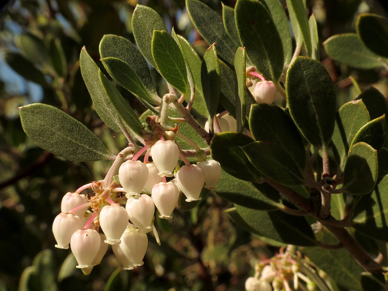 Whiteleaf manzanita: Arctostaphylos sp. Molino Basin, Santa Catalina Mountains, Tucson, Arizona, USA.