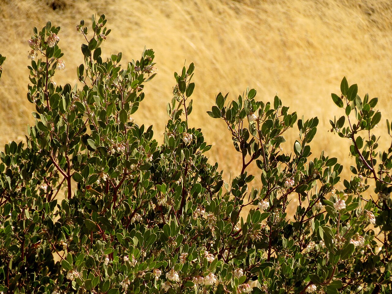 Whiteleaf manzanita: Arctostaphylos sp. Molino Basin, Santa Catalina Mountains, Tucson, Arizona, USA.