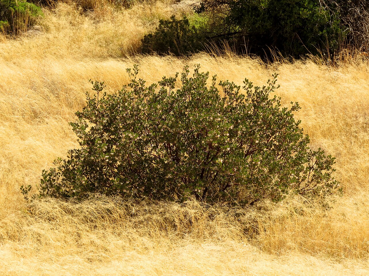 Whiteleaf manzanita: Arctostaphylos sp. Molino Basin, Santa Catalina Mountains, Tucson, Arizona, USA.