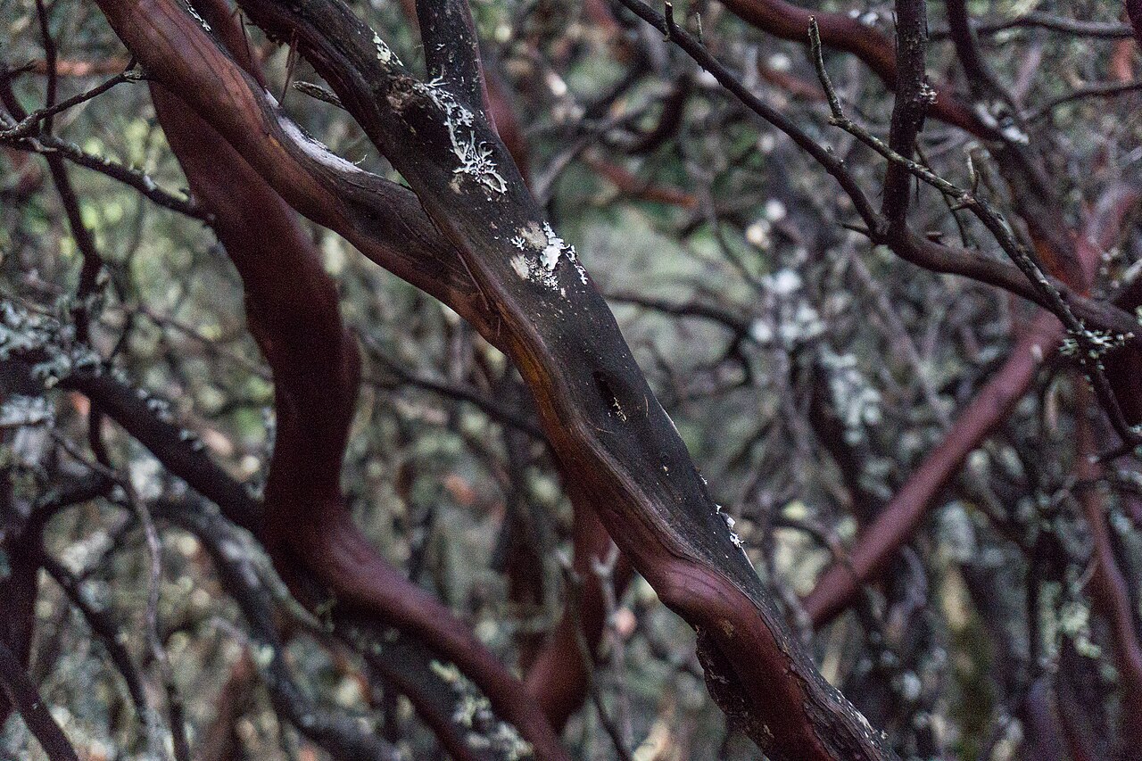 Whiteleaf manzanita: Close-up of a Arctostaphylos manzanita tree's smooth bark texture.