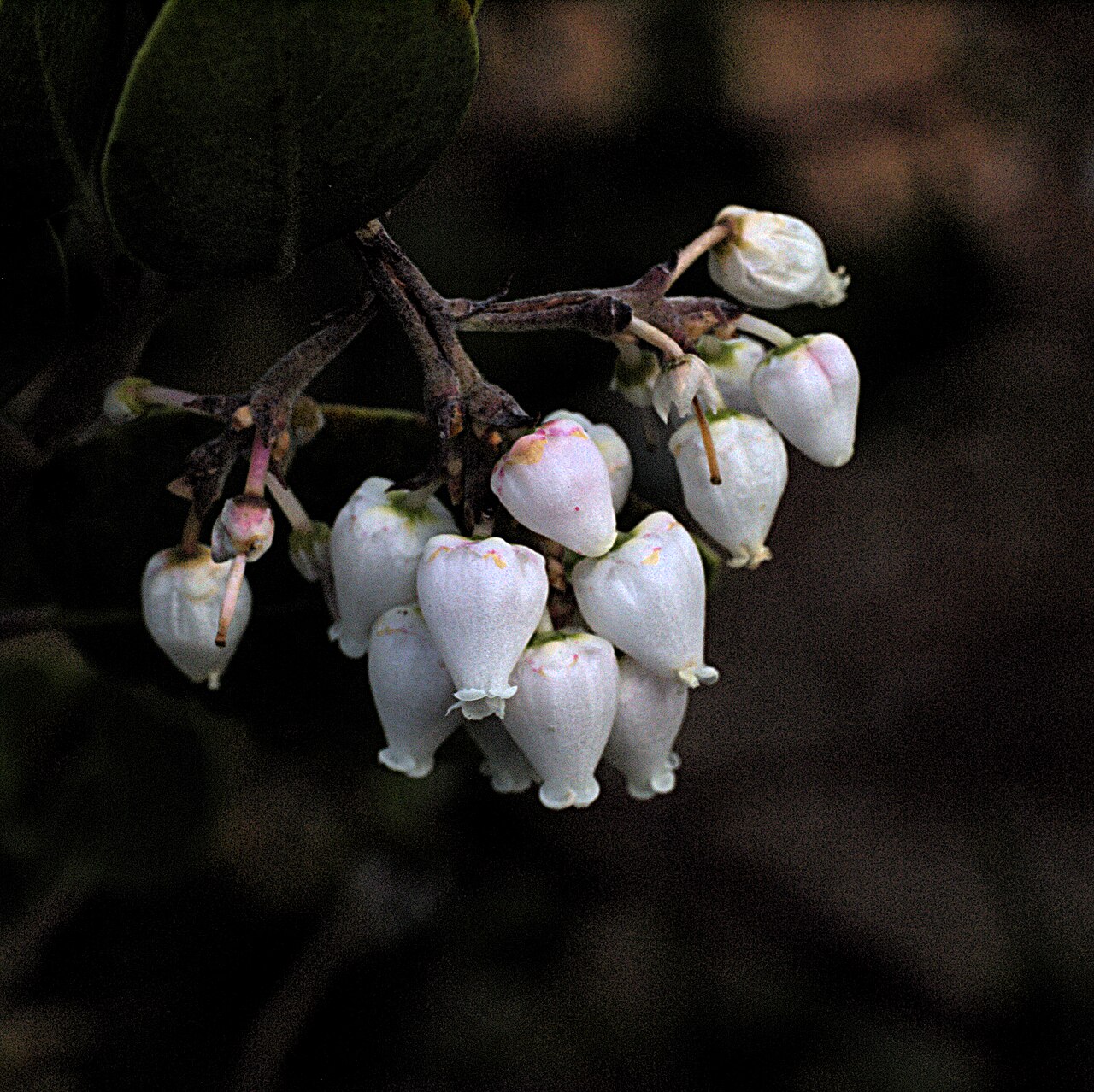 Whiteleaf manzanita: Arctostaphylos manzanita—Parry manzanita. Sometimes called the "real" manzanita, which seems an unsustainable value judgment. Contends with A. glauca as the lar
