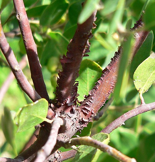 Whiteleaf manzanita (Arctostaphylos manzanita)