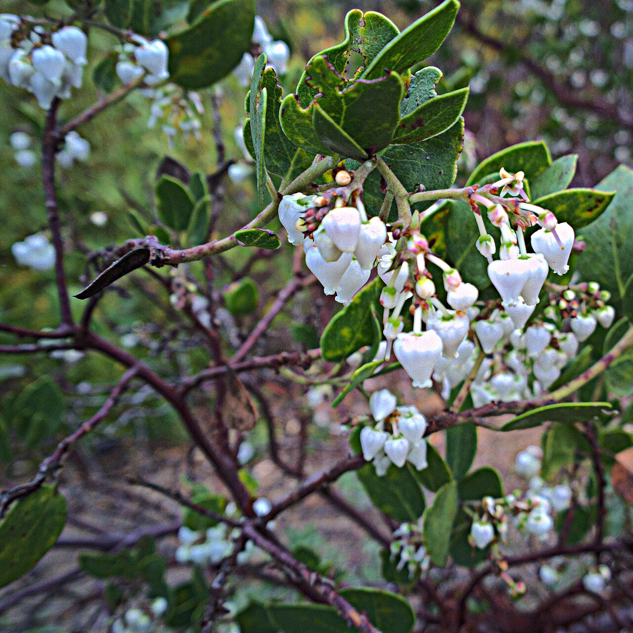 Whiteleaf manzanita: Arctostaphylos manzanita—common manzanita. Depending on your point of view, manzanitas are either the first or last plant to bloom at the garden each year. Eith
